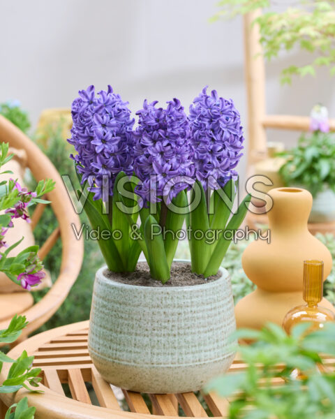 Hyacinthus Blue Trophy