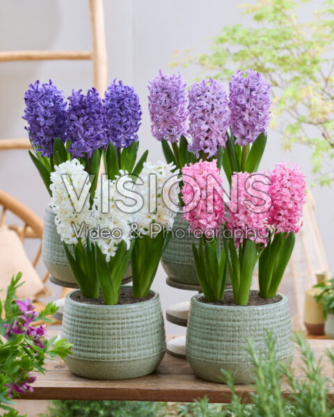 Hyacinthus Trophy mix