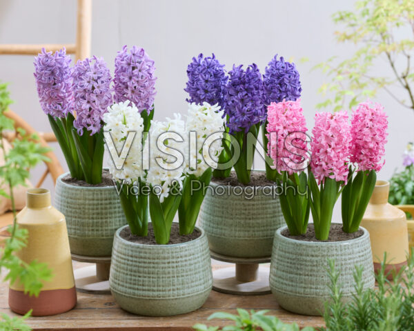 Hyacinthus Trophy mix