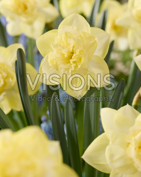 Narcissus Growers Gold
