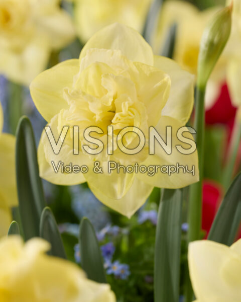 Narcissus Growers Gold