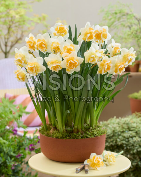 Narcissus Golden Pearl