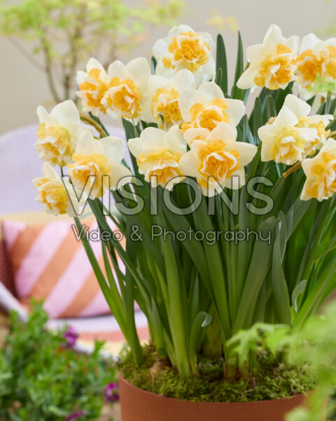 Narcissus Golden Pearl