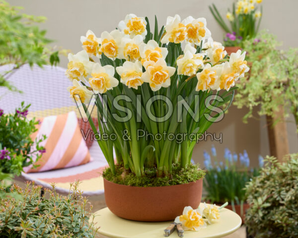 Narcissus Golden Pearl Narcissus Golden Pearl