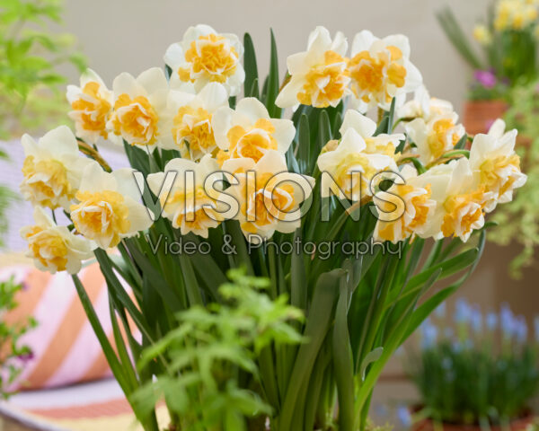 Narcissus Golden Pearl