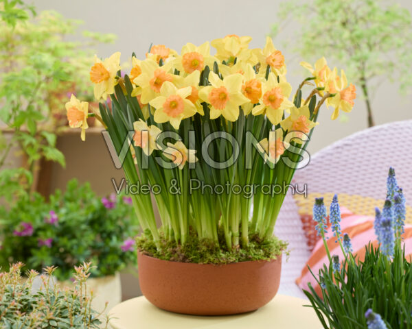 Narcissus Tropical Blend