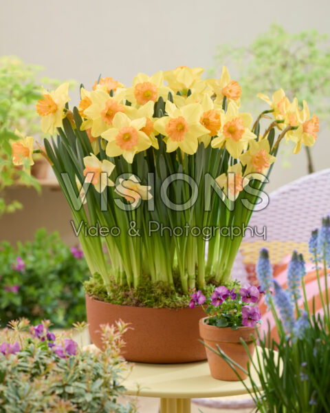 Narcissus Tropical Blend