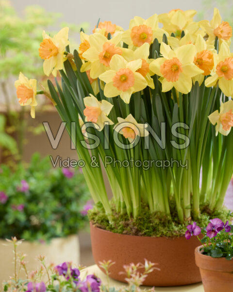 Narcissus Tropical Blend