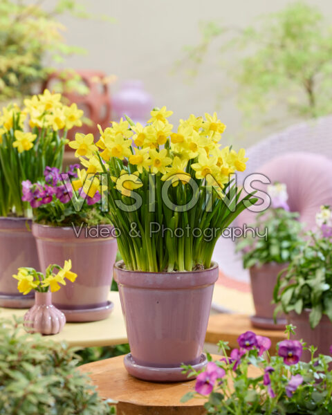 Narcissus Tete a Tete