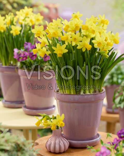 Narcissus Tete a Tete