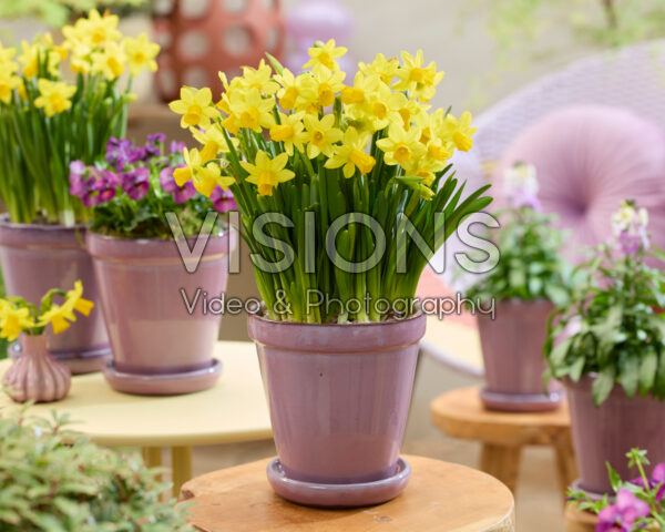 Narcissus Tete a Tete