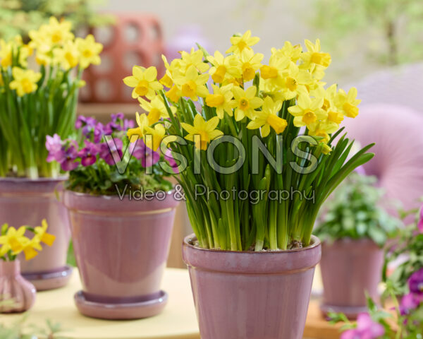 Narcissus Tete a Tete