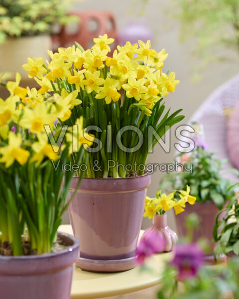 Narcissus Tete a Tete