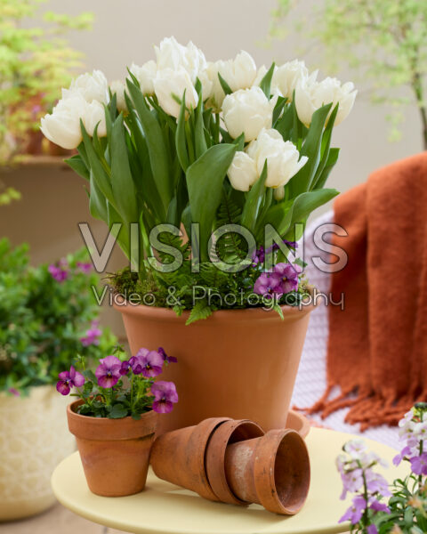 Tulipa Snow Tears