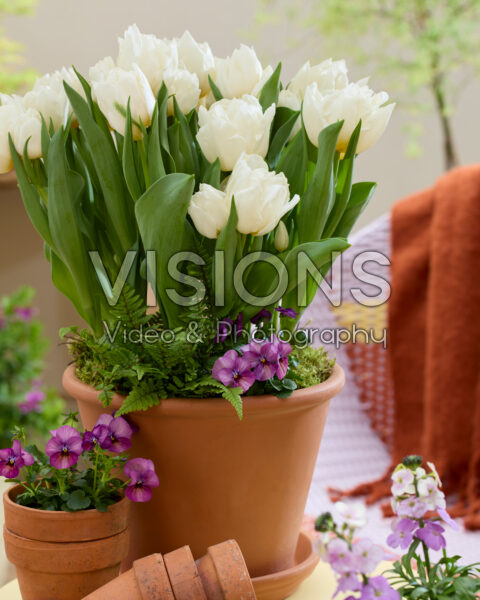 Tulipa Snow Tears