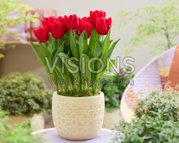 Tulipa Dominiek Tulipa Dominiek