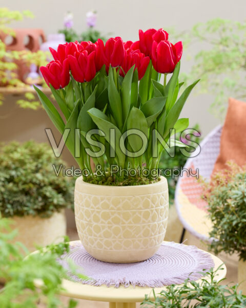 Tulipa Dominiek Tulipa Dominiek