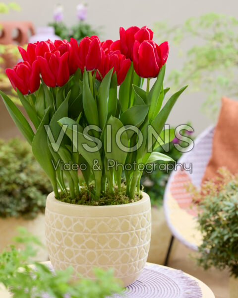 Tulipa Dominiek