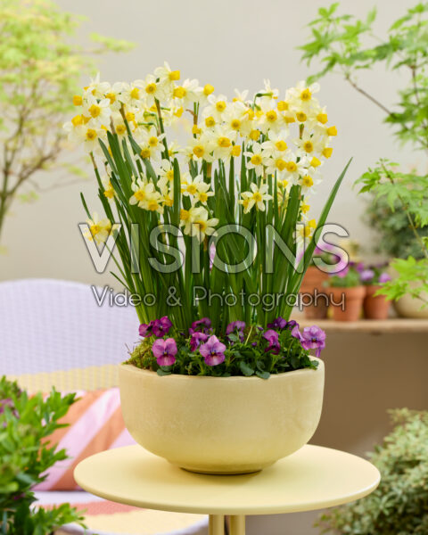 Narcissus Eaton Song