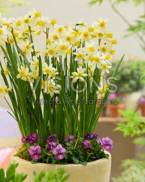 Narcissus Eaton Song