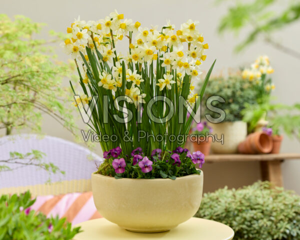 Narcissus Eaton Song