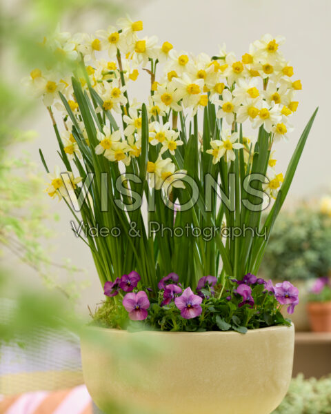 Narcissus Eaton Song