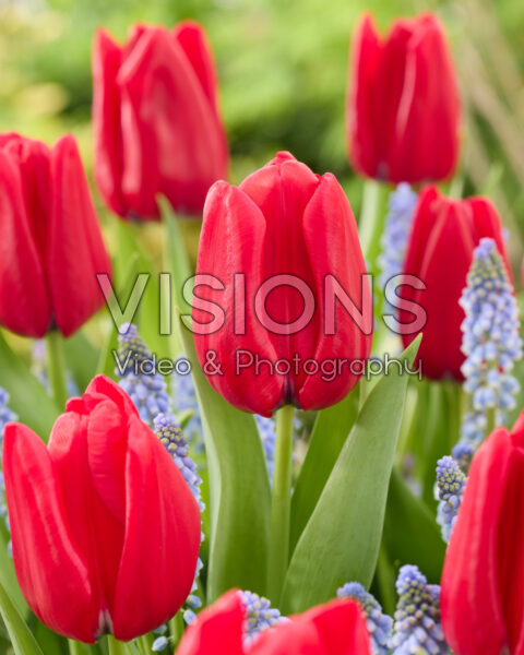 Tulipa Dominiek