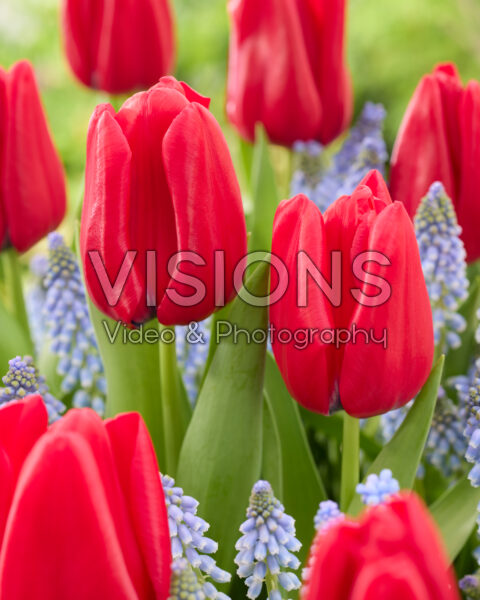 Tulipa Dominiek Tulipa Dominiek