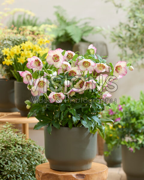 Helleborus orientalis Bronze Whisperer Helleborus orientalis Bronze Whisperer