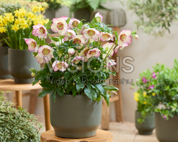 Helleborus orientalis Bronze Whisperer Helleborus orientalis Bronze Whisperer