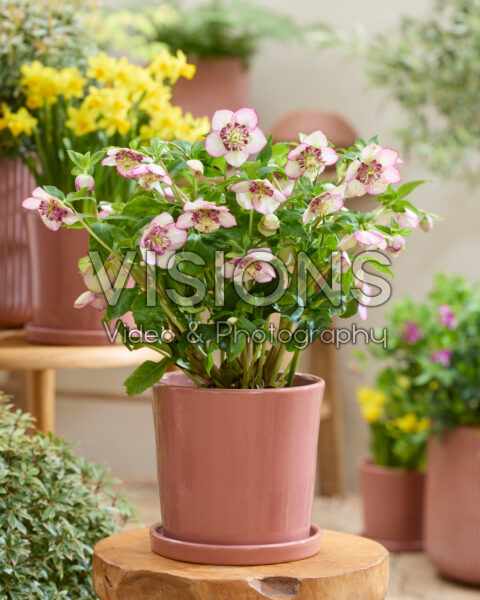 Helleborus orientalis Spring Fling