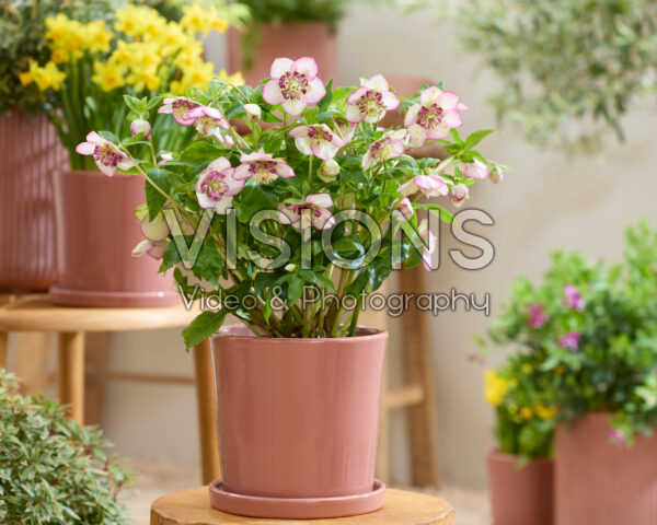 Helleborus orientalis Spring Fling