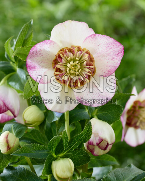 Helleborus orientalis Bronze Whisperer Helleborus orientalis Bronze Whisperer
