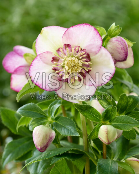 Helleborus orientalis Spring Fling Helleborus orientalis Spring Fling