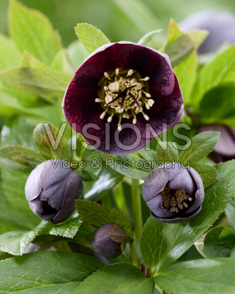 Helleborus Solar Night