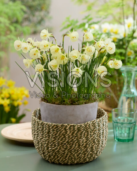 Narcissus Arctic Bells