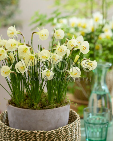 Narcissus Arctic Bells Narcissus Arctic Bells