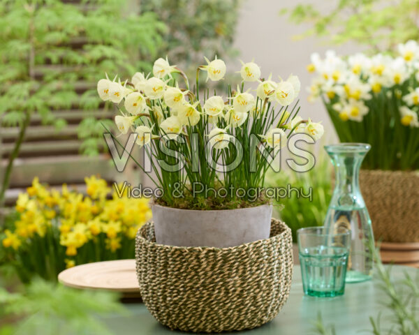 Narcissus Arctic Bells Narcissus Arctic Bells