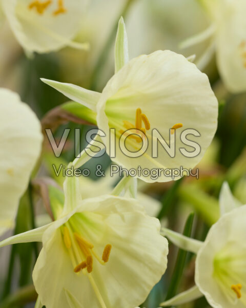 Narcissus Arctic Bells Narcissus Arctic Bells