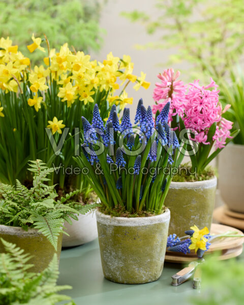 Spring flowers on pot Spring flowers on pot
