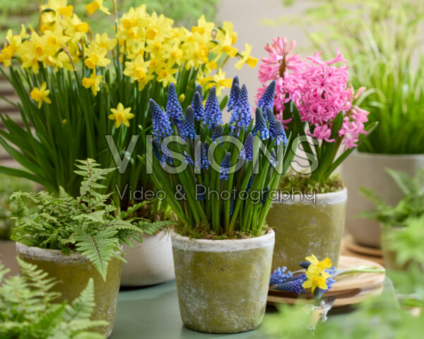 Spring flowers on pot Spring flowers on pot