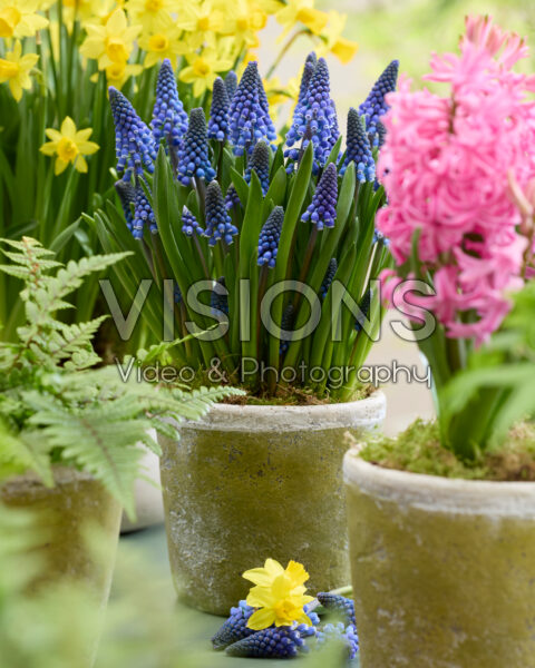 Muscari Lindsay