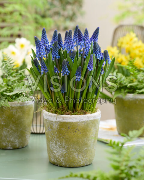 Muscari Lindsay