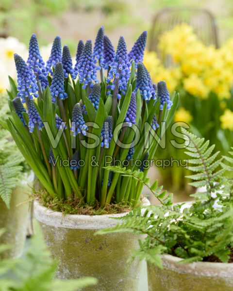 Muscari Lindsay