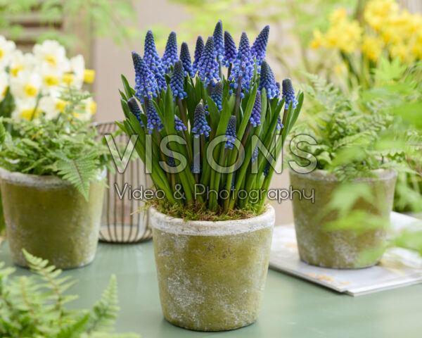 Muscari Lindsay Muscari Lindsay