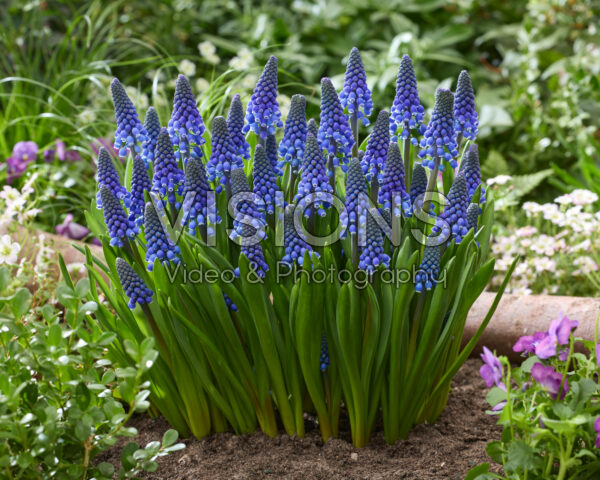 Muscari Lindsay
