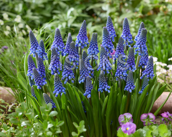 Muscari Lindsay