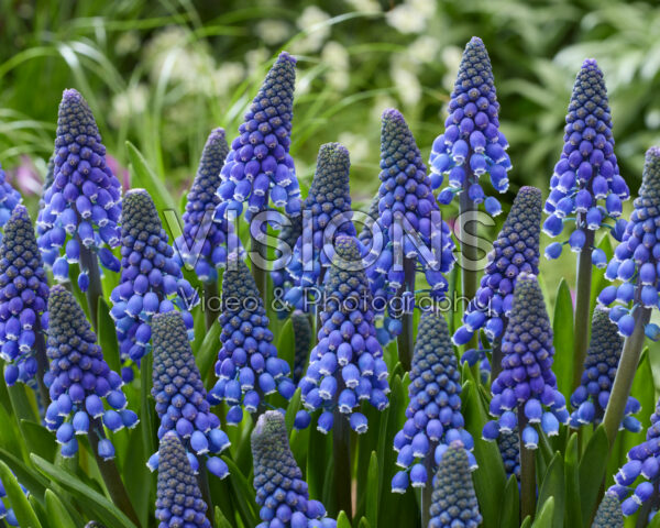 Muscari Lindsay
