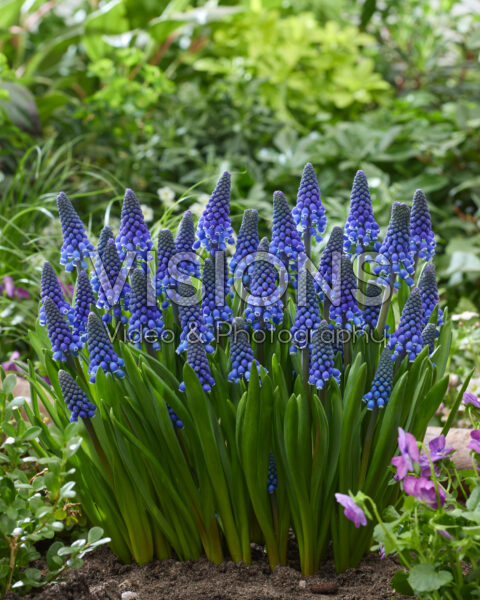 Muscari Lindsay