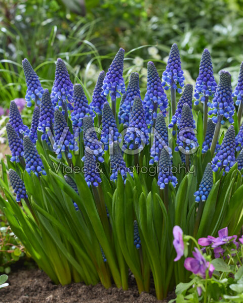Muscari Lindsay